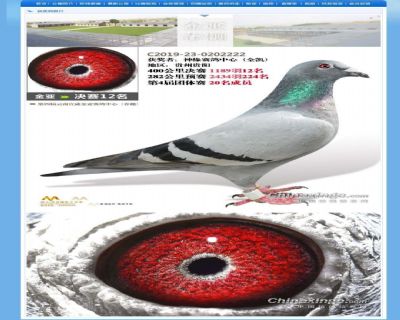 金亚公棚最新消息全面解析